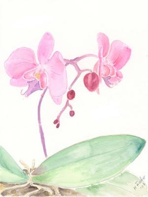 Orchidee